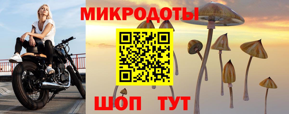 Псилоцибиновые грибы Psilocybe Сыктывкар